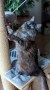Cleo (2)8